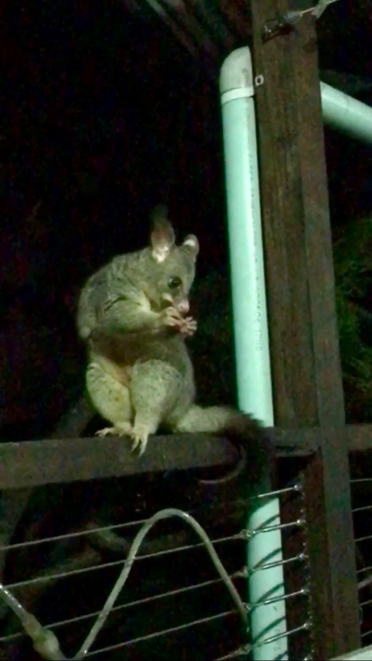 A brushtail possum nibbles on vegetables on a friend's porch in suburban Brisbane