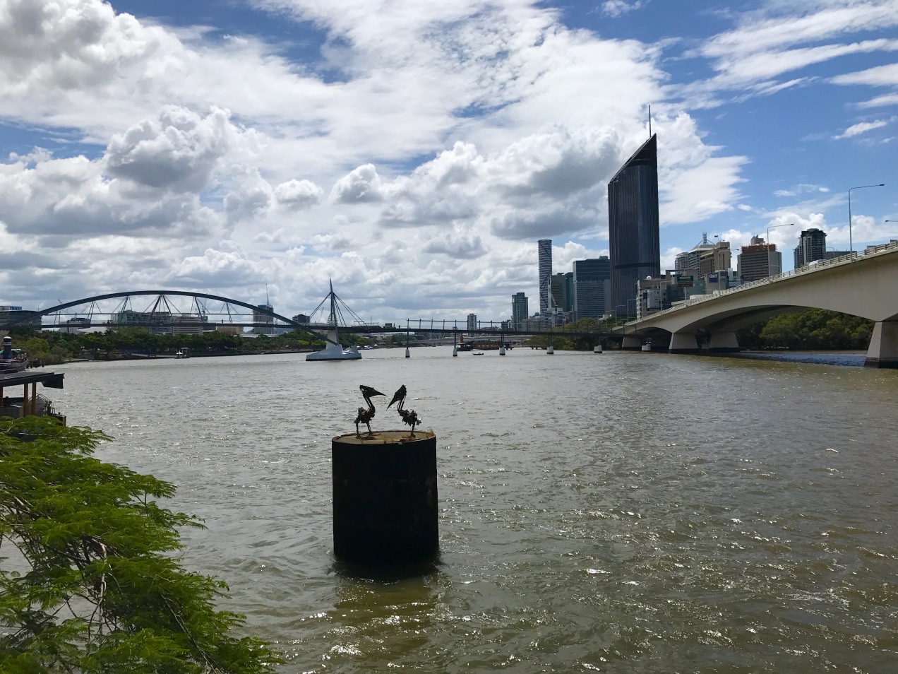 The view of the river, CBD, and South Bank from Kangaroo Point featuring an...erm...interesting species of pelican