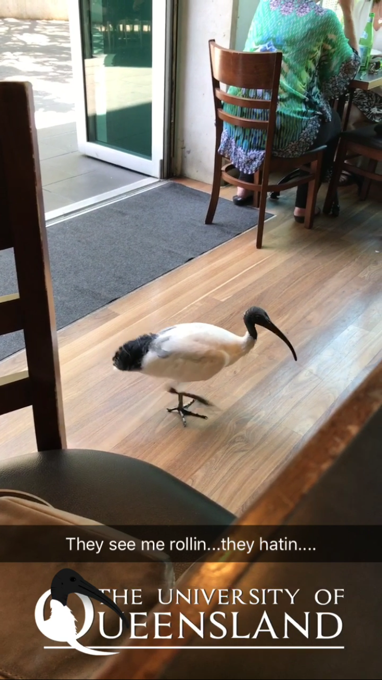 Ibis are like pigeons here -- they go anywhere, eat anything, and will generally do anything for food (including snatch it from your hands if you're not careful)