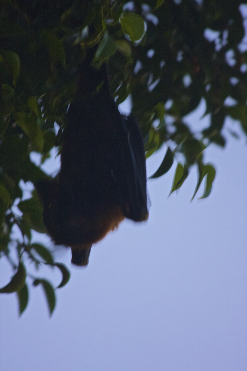 ...and of course, my favorite, the flying fox